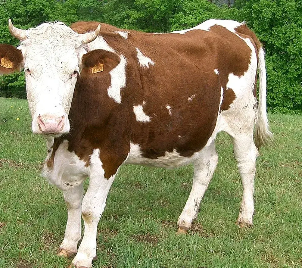  vache de race montbéliarde - plateau du Jura - France