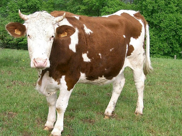  vache de race montbéliarde - plateau du Jura - France